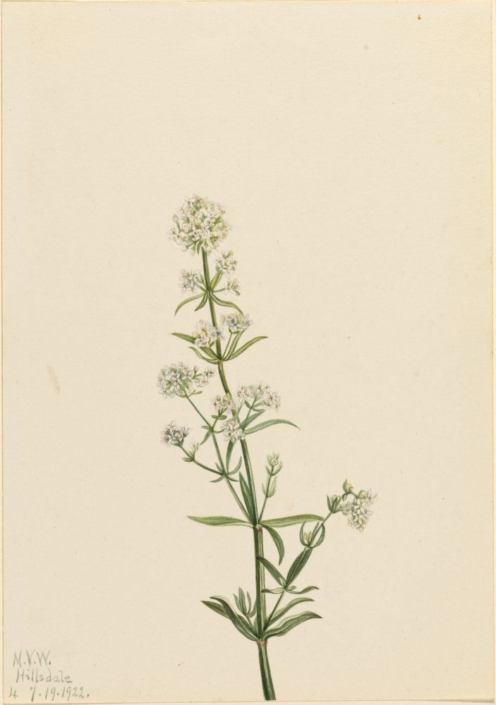 Northern Bedstraw Galium boreale by Mary Vaux Walcott