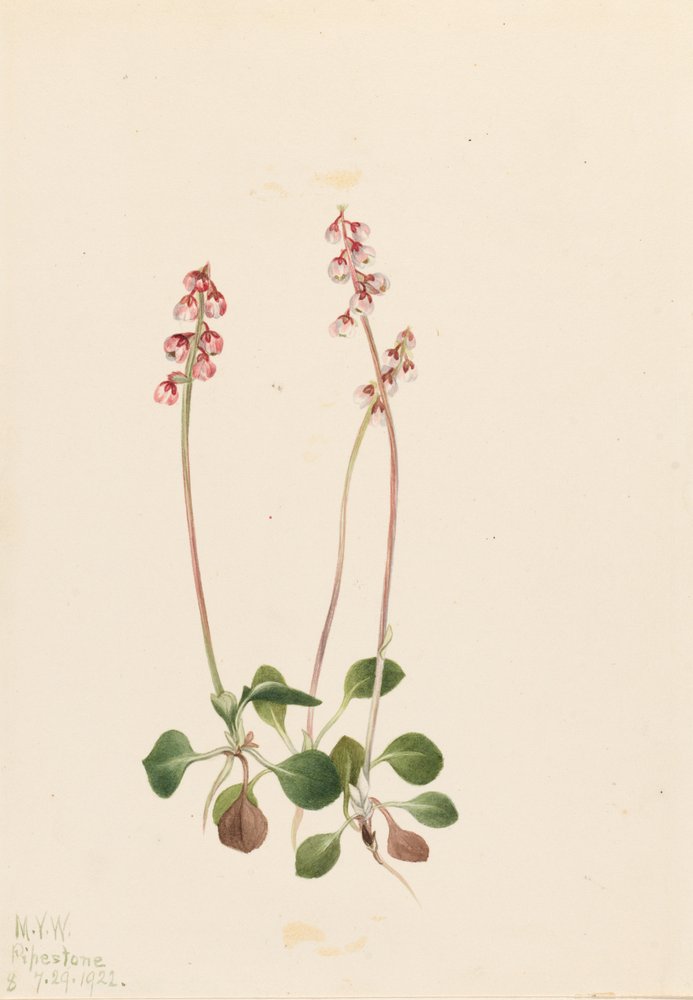 Small Pyrola (Pyrola minor) by Mary Vaux Walcott