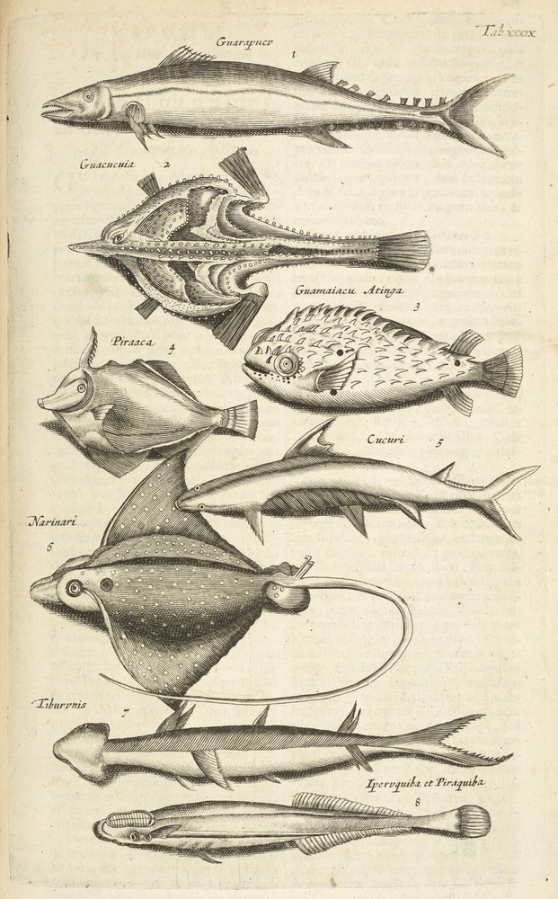Fish species, Illustration from 