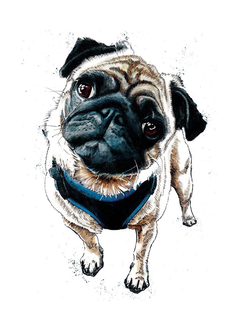 Teddy The Pug by Mike Davis: High-quality fine art print