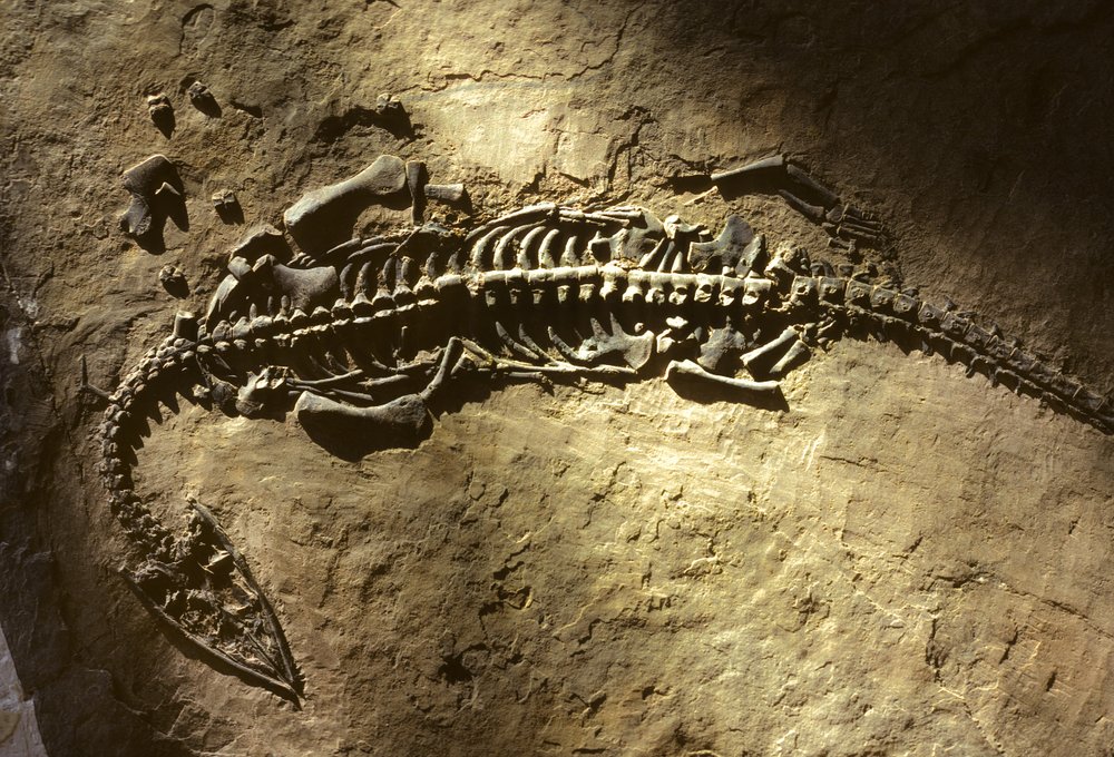 Types Of Fossils Triassic Period 1500x1184