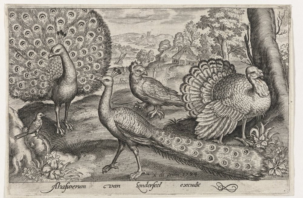 Two Peacocks and a Turkey - Birds and Insects (series title) by Nicolaes de Bruyn