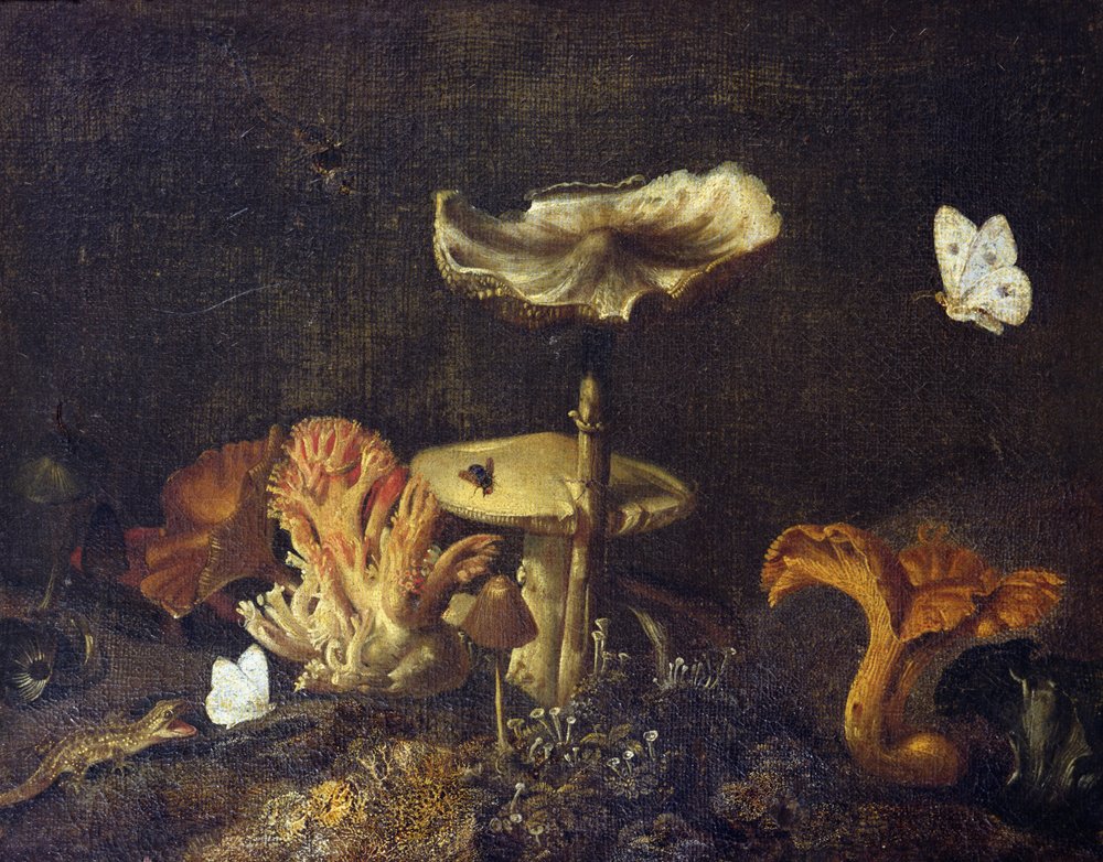 Still Life with Mushrooms and Butterflies by Otto Marseus  van Schrieck