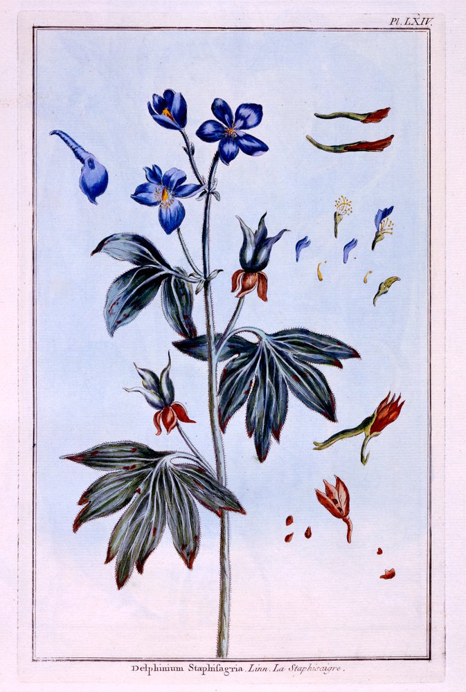 Delphinium by Pierre-Joseph Buchoz