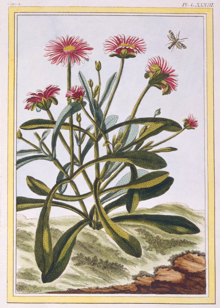 La Ficode d'Afrique or Mesembryanthemum by Pierre-Joseph Buchoz
