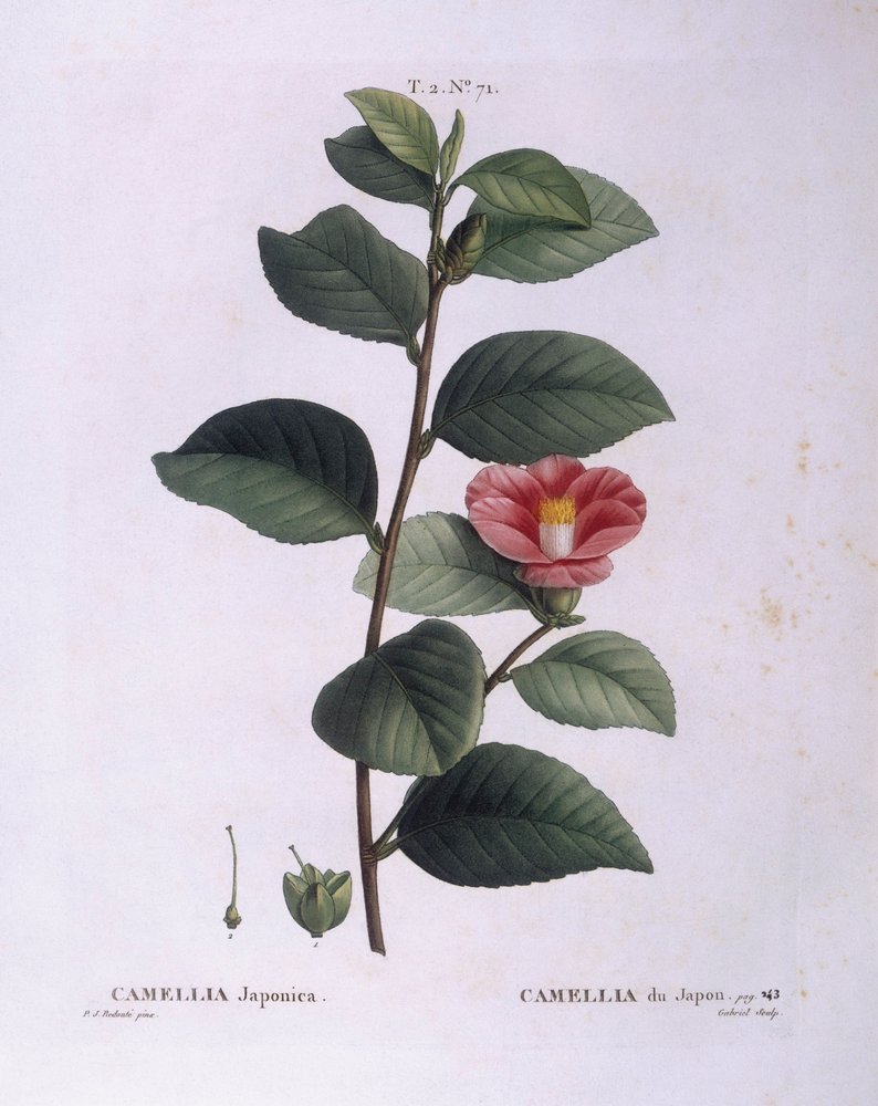 Camellia (Camellia japonica), botanical plate by Pierre Joseph Redouté by Pierre-Joseph Redouté