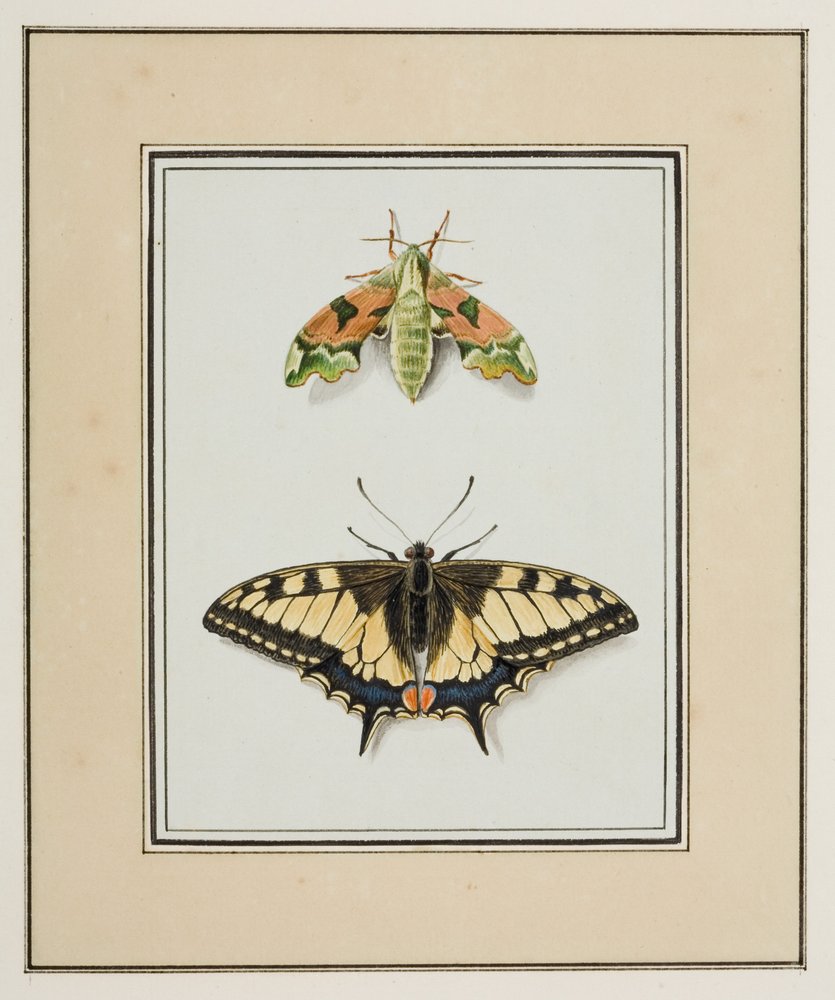 1963 Papilio Aegeus the Orchard Swallowtail - Vintage