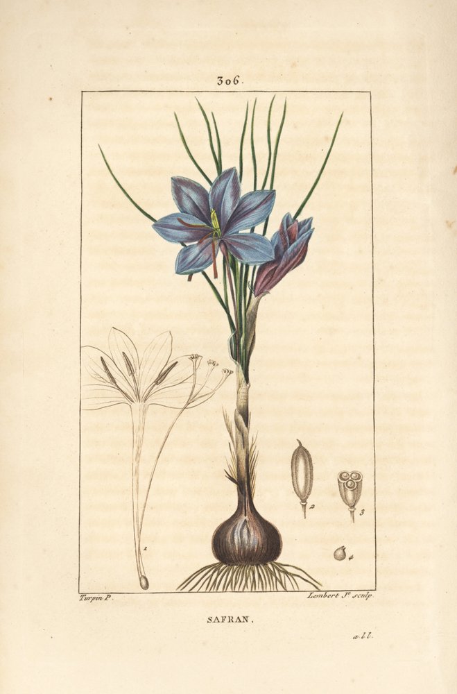 Crocus - Saffron crocus, Crocus sativus, showing flower, leaf, stem ...
