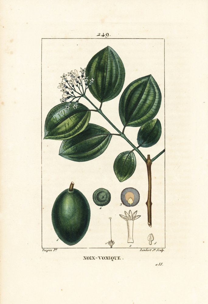 Strychnine Tree or Poison Nut, Strychnos nux-vomica, with Fruit, Seed, Leaf  and Flower