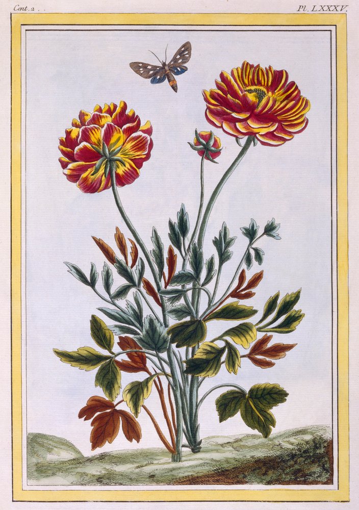 A variety of double flowered yellow poppy