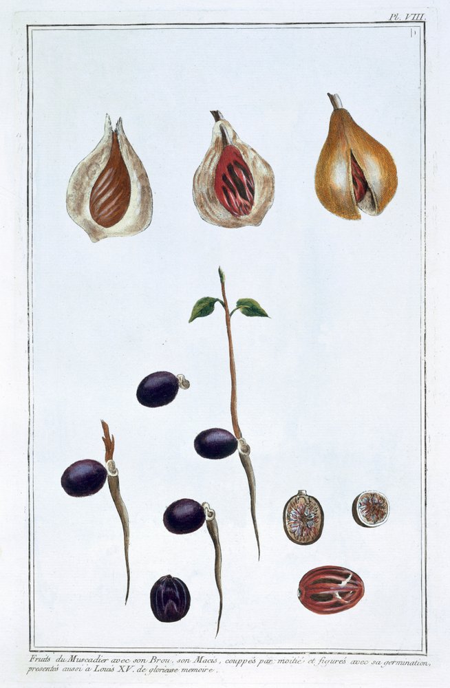Nutmeg by Pierre-Joseph Buchoz
