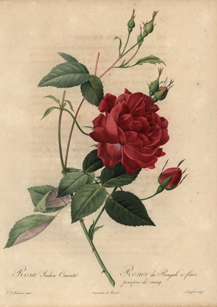 The Roses Pierre-Joseph Redoute