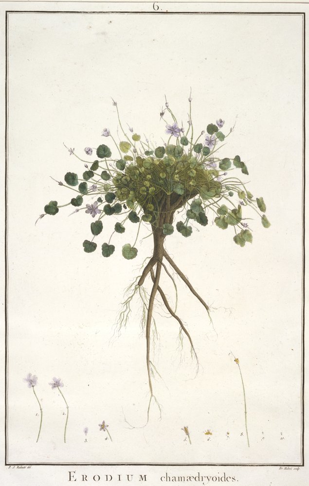 Erodium chamaedryoides, from Geraniologia, seu Erodii, Pelargonii, Monsoniae et Grieli historia iconibus illustrata, 1787-88 by Pierre-Joseph Redouté