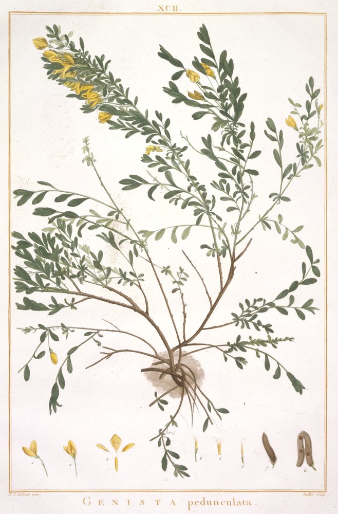 Genista pedunculata, from Stripes Novae aut Minus Cognitae, 1784 by Pierre-Joseph Redouté