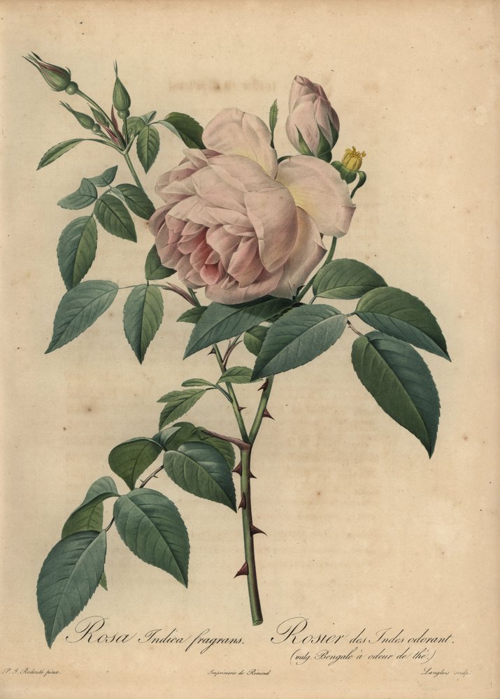 Pale-Pink Tea-Scented Rose, Rosa Odorata by Pierre-Joseph Redouté