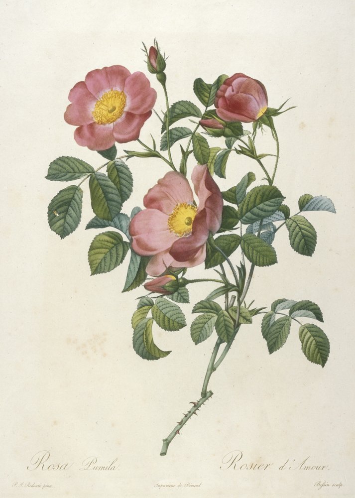 Rosa Pumila, from La Couronne Des Roses, 1817-24 by Pierre-Joseph Redouté