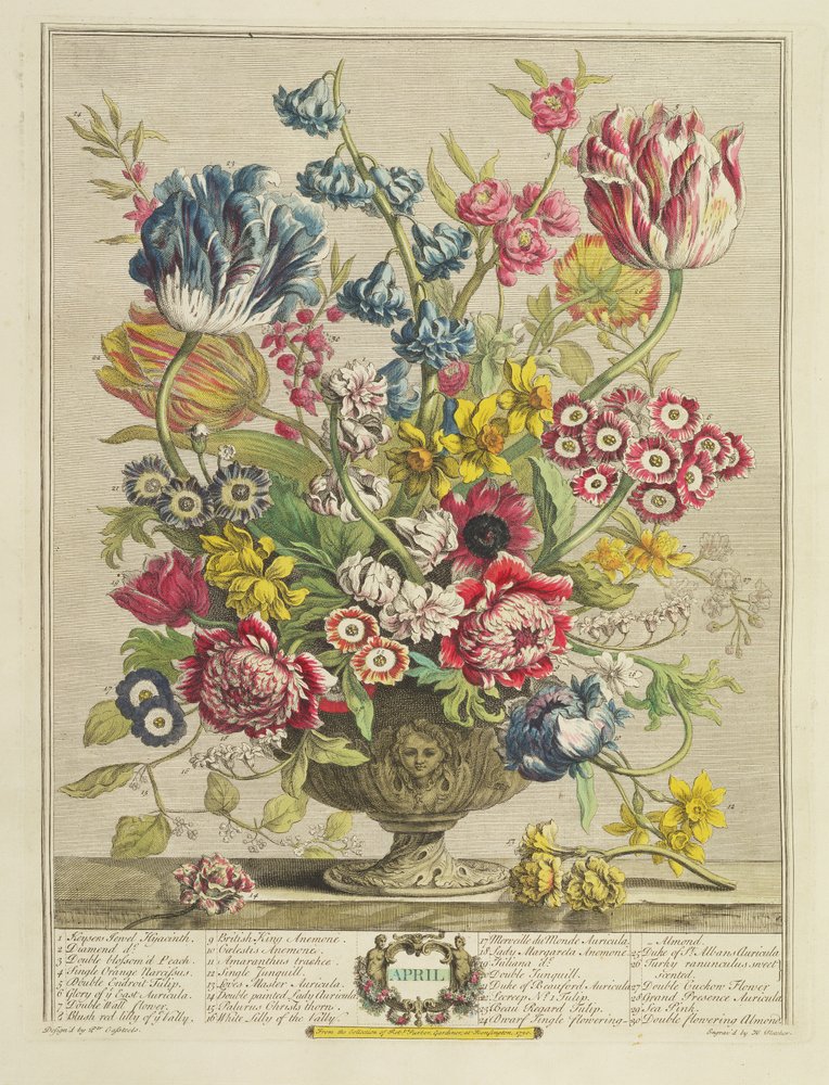 April, from 'Twelve Months of Flowers', by Robert Furber, engraved