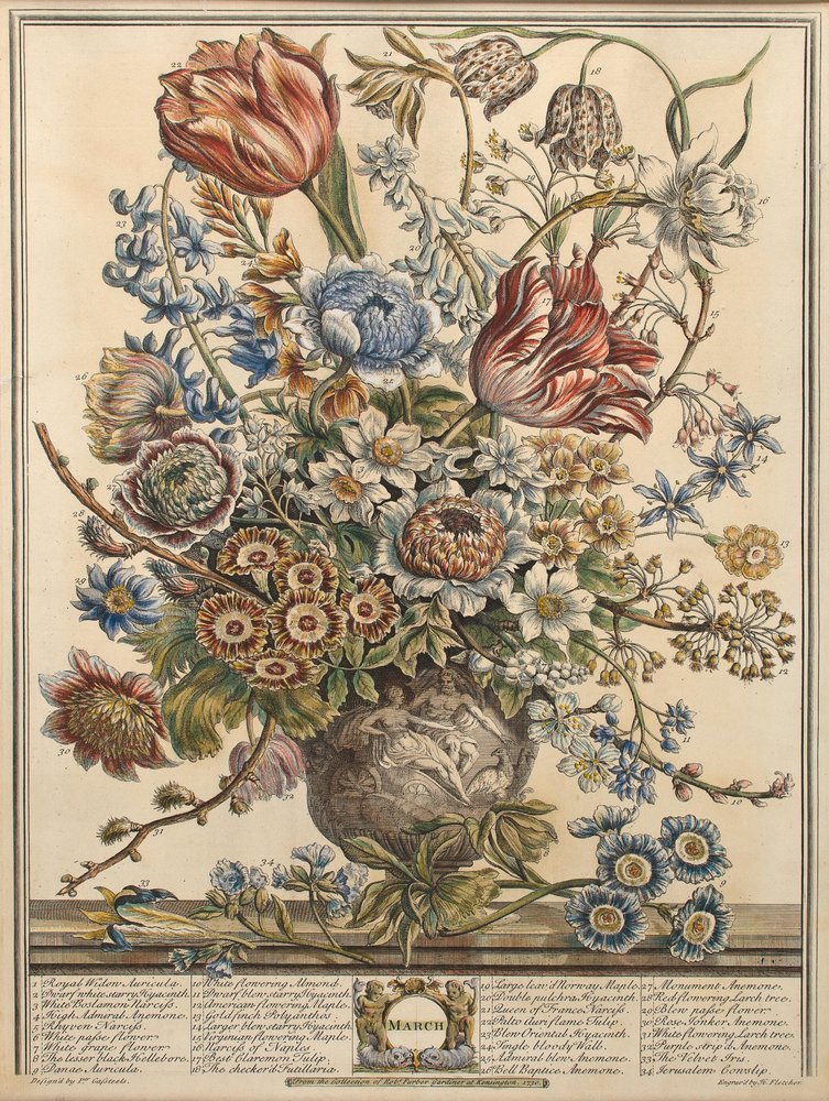 March, from 'Twelve Months of Flowers' by Robert Furber (c. 1674-1756 ...