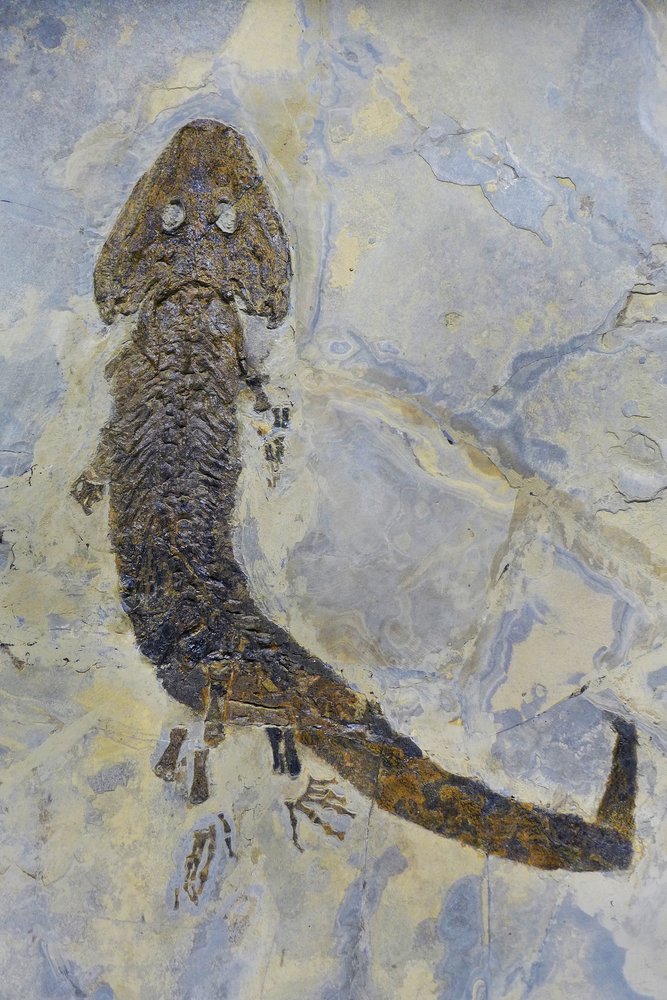 Fossil Footprint of Sclerocephalus sp, Permian Amphibian