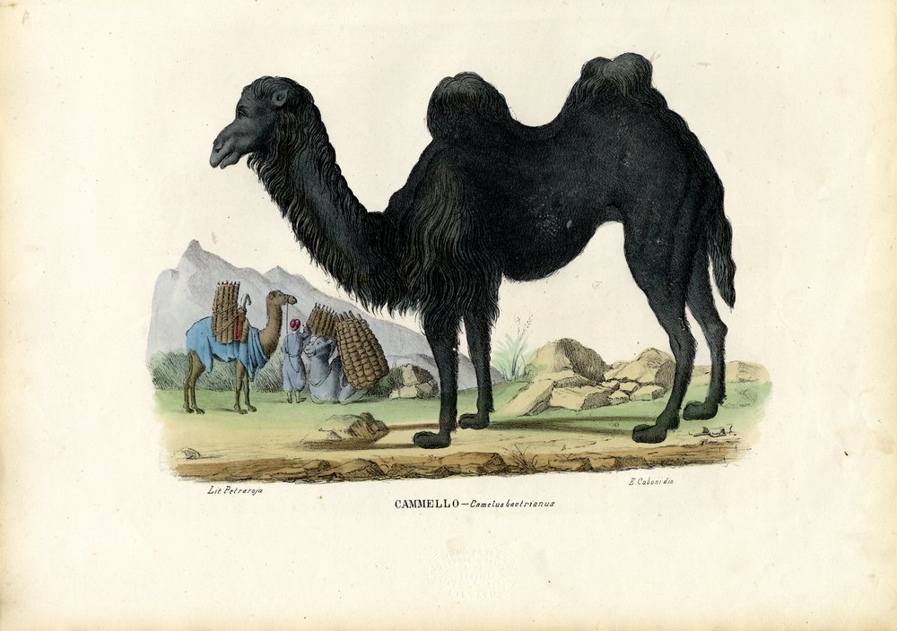 Bactrian Camel by Raimundo Petraroja
