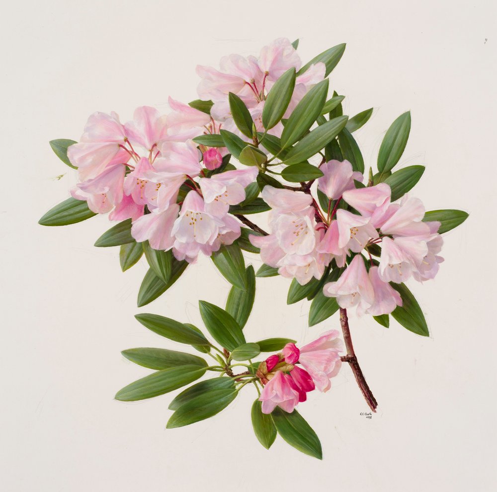 Raymond Booth、Rhododendron&#39;Cowslip&#39; Raymond Booth、Rhododendron´Cowslip´