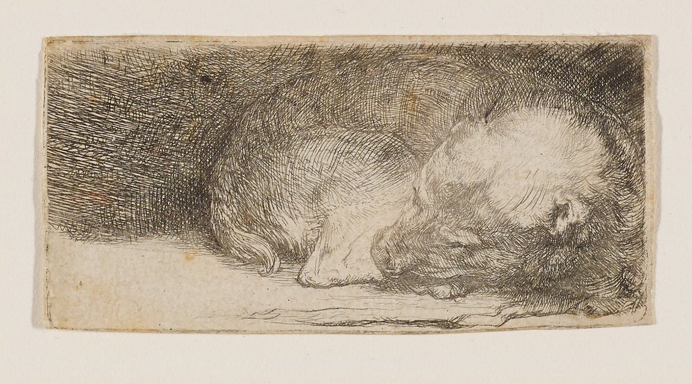 Sleeping Puppy by Rembrandt van Rijn