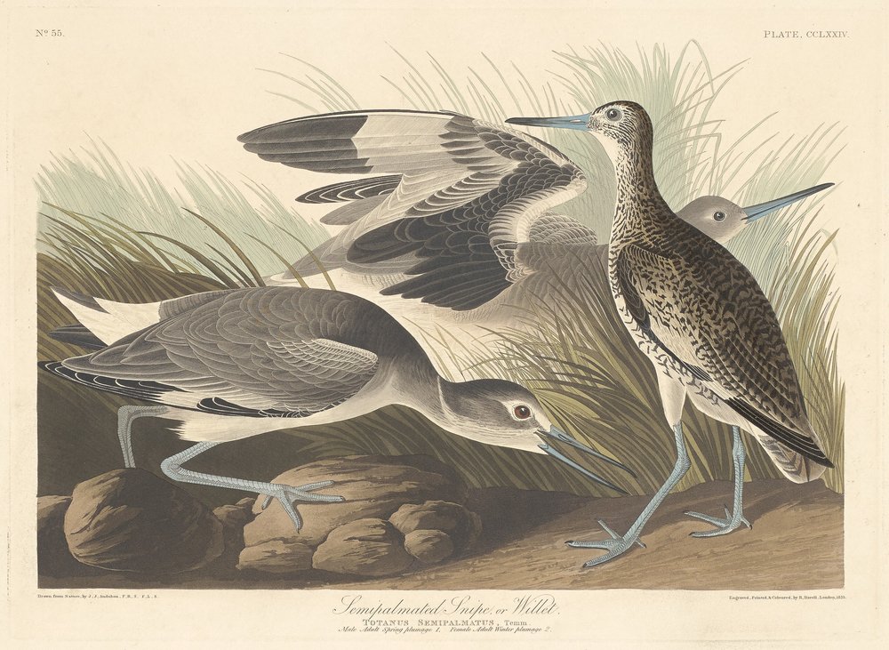 Semi-palmated Snipe or Willet