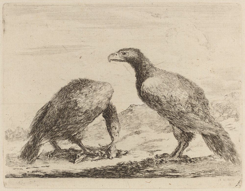 Two Eagles, One Eating a Small Lamb by Stefano della Bella