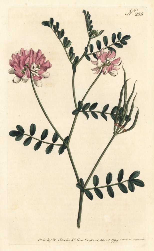 Purple Crown Vetch from William Curtis' Botanical Magazine