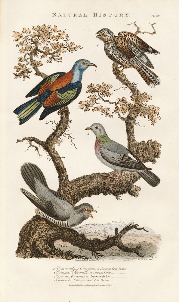 European Bird Species on Trees by Sydenham Teast Edwards