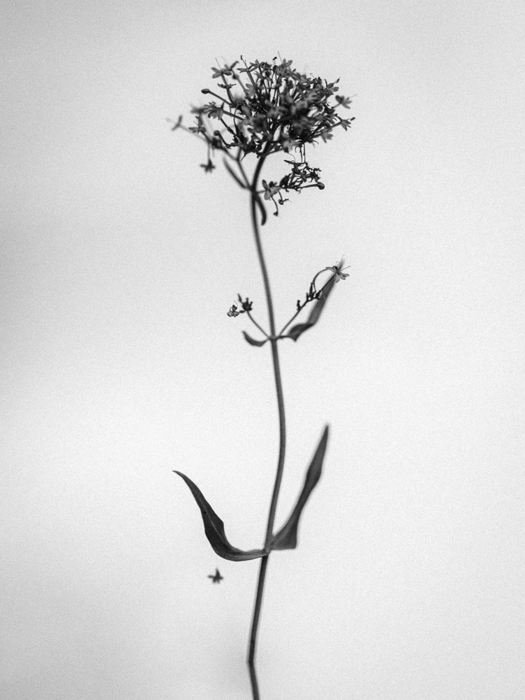 Amid the Flowers 21 by Teis Albers