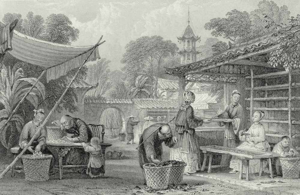 Feeding Silkworms and Sorting Cocoons, engraved by A. Willmore