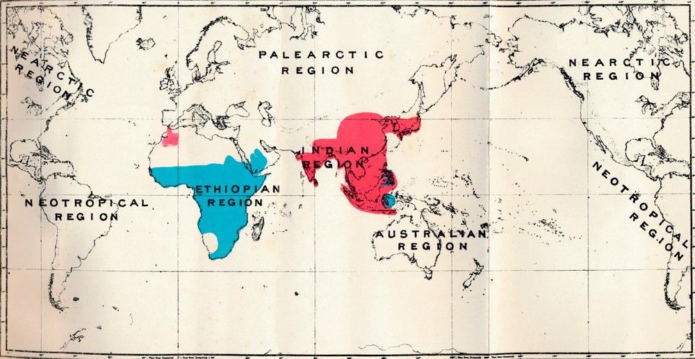 Anthropoidea - VI. Map Distribution of Various Species Blue and Macacus Red