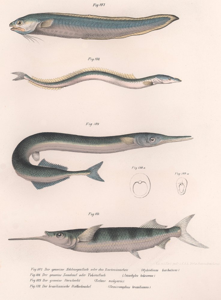 Common Snake Fish, Common Sand Eel, Common Hornhecht, Brazilian ...