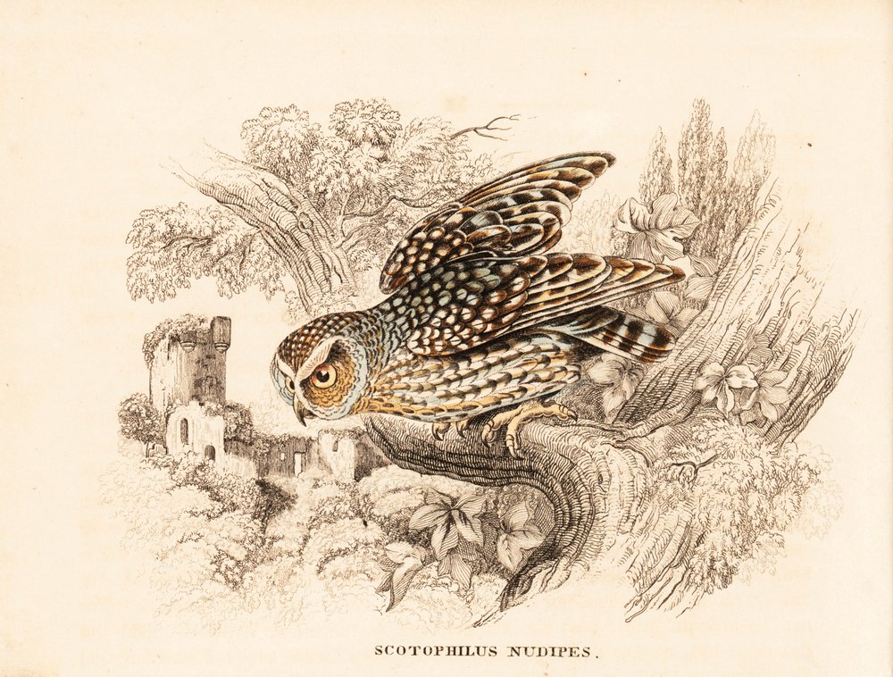 Bare-legged owl, Margarobyas lawrencii. Handcoloured steel engraving from Georg Friedrich Treitschke