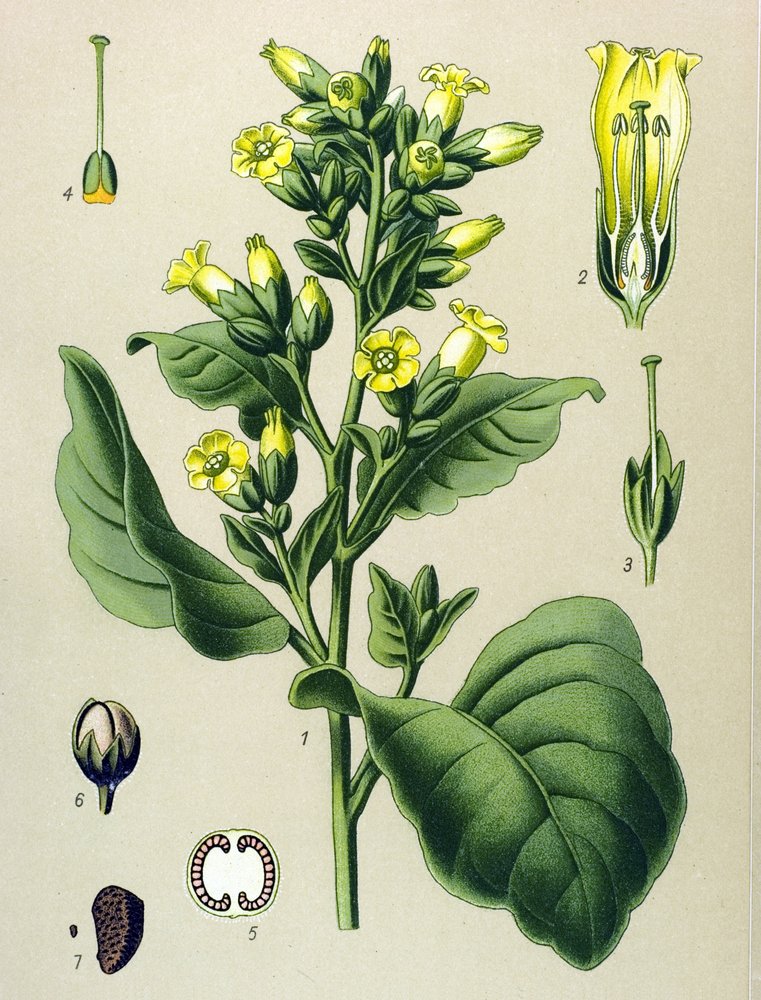 Botanical plate, poisonous plant: white Mapacho tobacco (Nicotiana rustica) (Nicotiana tabacum) by Unbekannter Künstler
