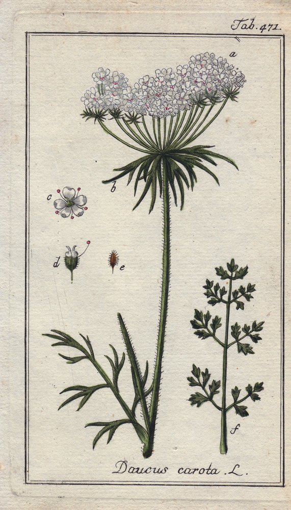 carrot plant flower images
