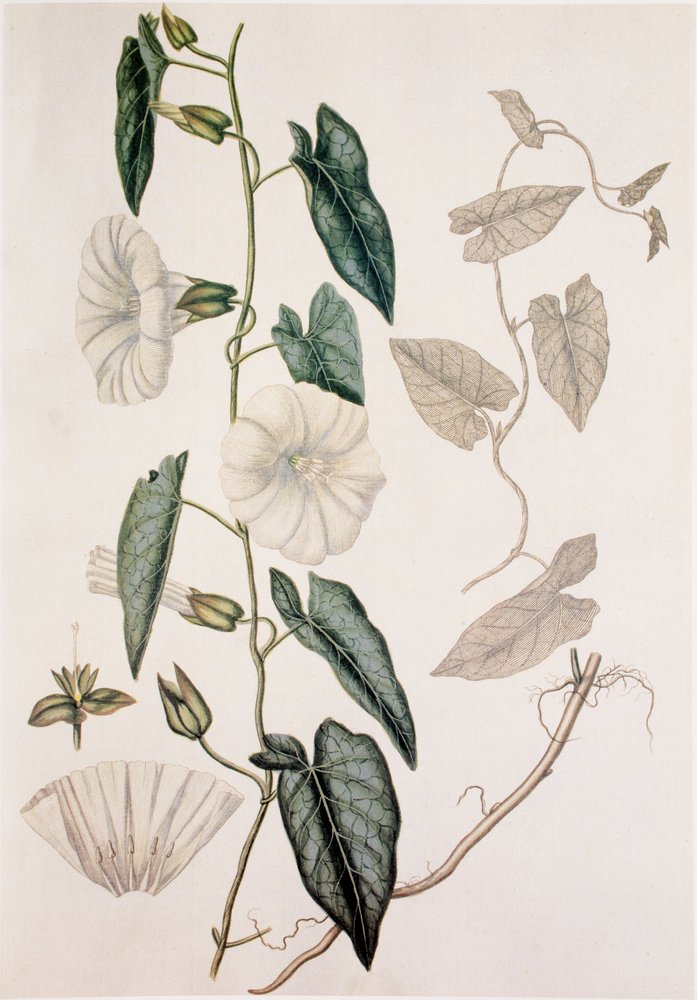 Calystegia sepium, Hedge Bedding by Unbekannt