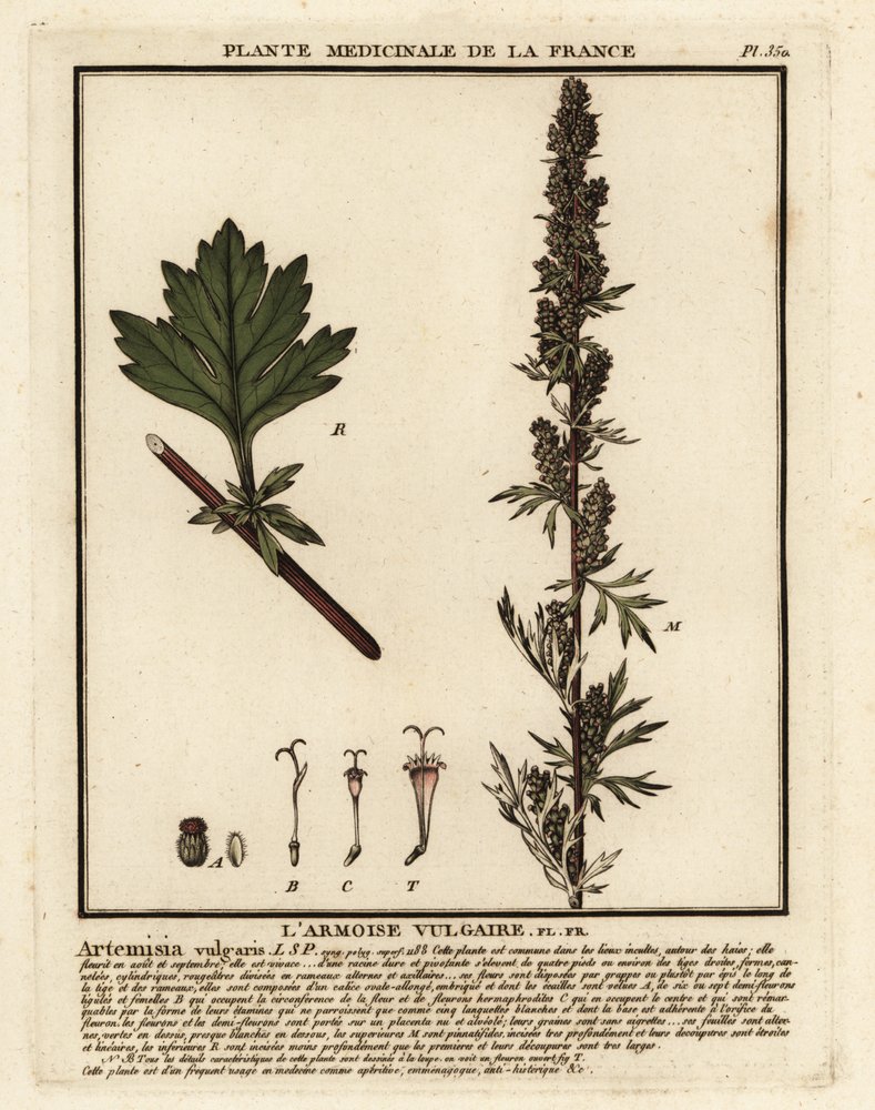 Common mugwort, Artemisia vulgaris. by Unbekannter Künstler