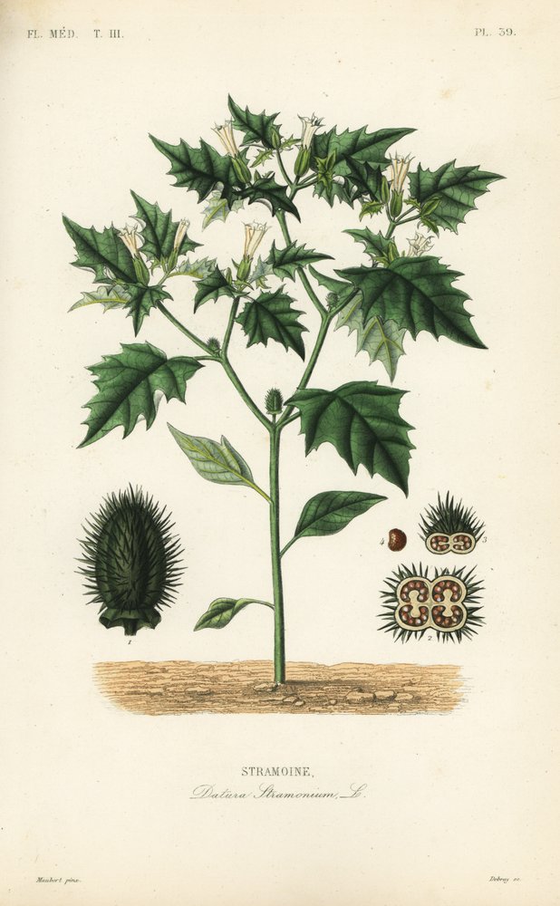 datura stramonium botanical illustration