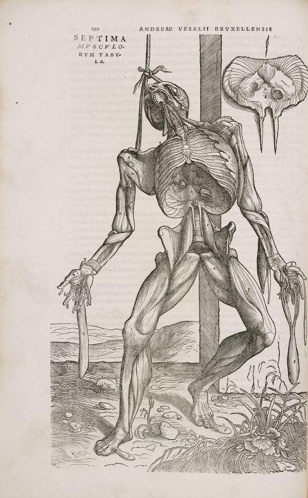Front view of the deeper muscles of the male human body by Unbekannt