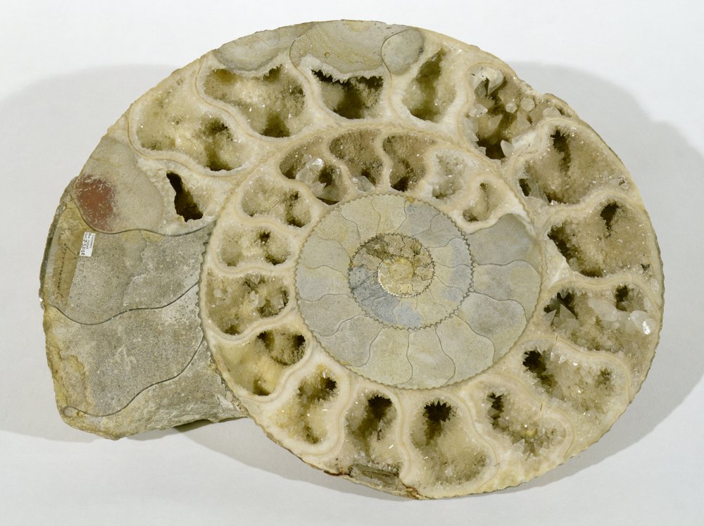 Parkinsonia (Ammonite) Found in Dorset, Middle Jurassic Period by Unbekannt