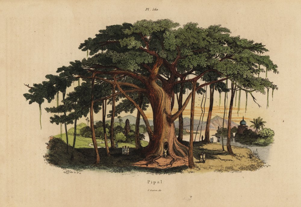 Sacred fig tree, Ficus religiosa by Unbekannt