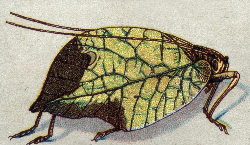 Entomology: Representation of a Wandering Leaf, Insect Series, Early ...