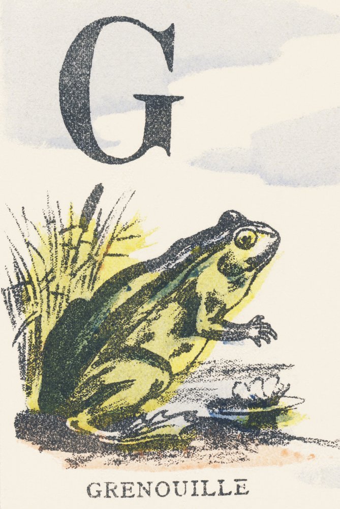 G: frog by Unknown artist: Highest-quality art reproduction