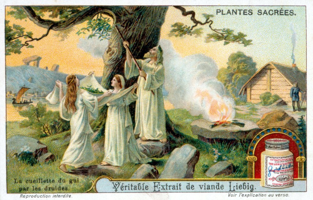 The collection of mistletoe by the druids Liébig advertising