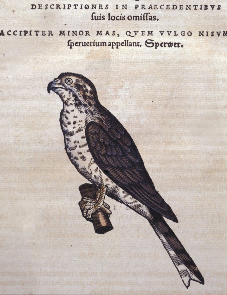 The Hawk - from Historia Animalium by Conrad Gesner, Tiguri