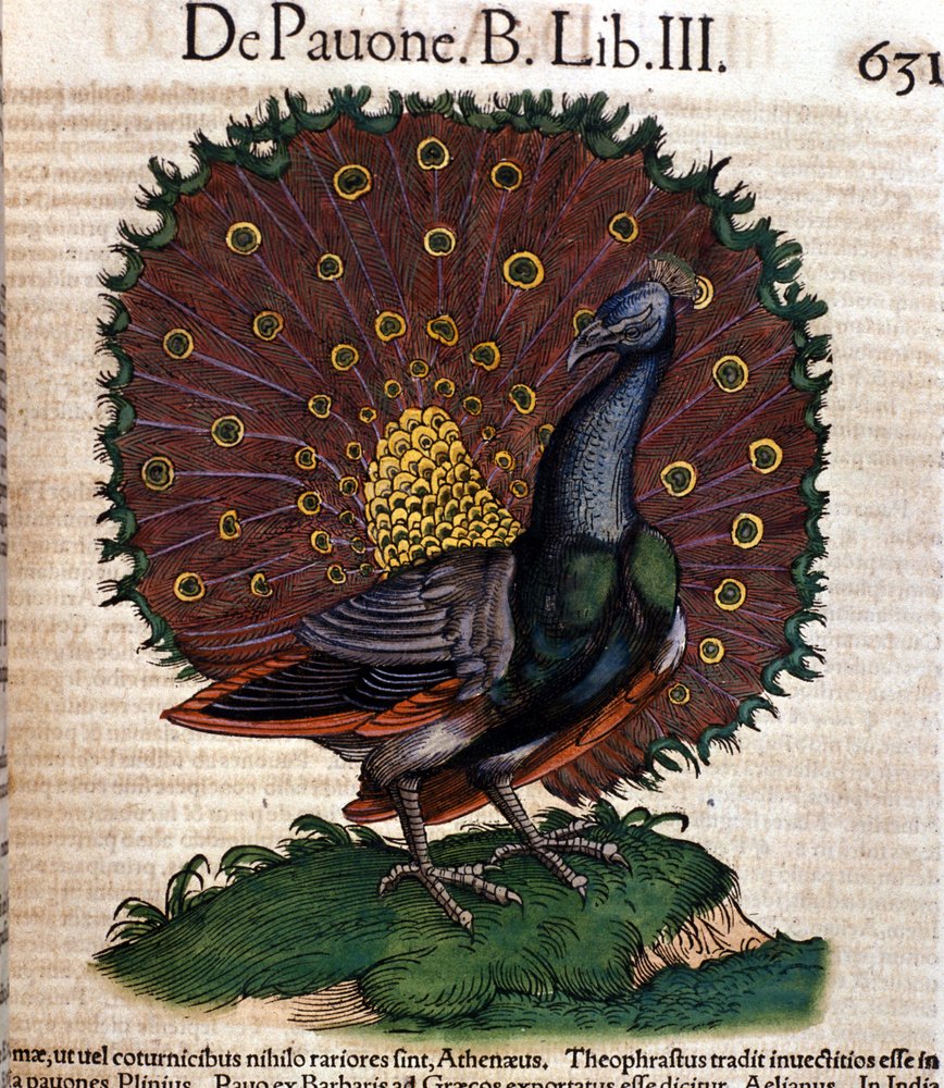The peacock after Historiae animalium by Konrad Gesner, Zurich by Unknown artist