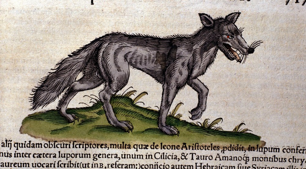 The wolf after the Historia Animalium by Conrad Gesner, Tiguri 1560. Biblioteca Nazionale Braidense, Milan by Unknown artist