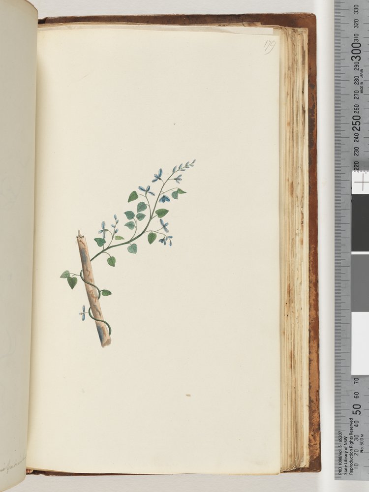 Page 179. Unidentified plant by Unknown artist